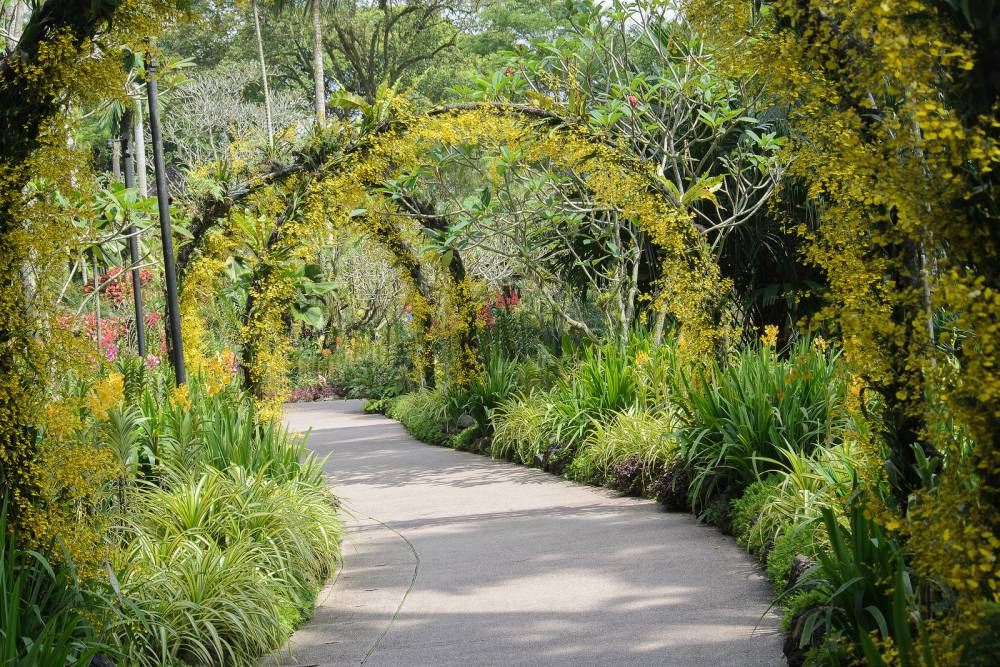 Foliage Garden IN SINGAPORE BOTANIC GARDENS